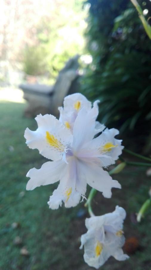 Country Lane Guesthouse Howick Ngoại thất bức ảnh